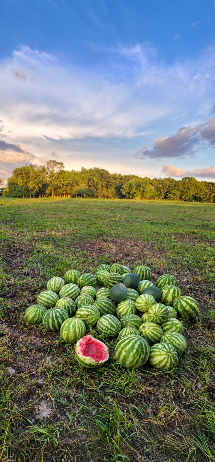Watermeloenen op een grasveld